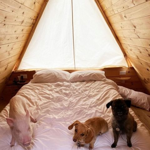 Dare to join us for weekend fun? 🐽 🐾 We can always change it to a foursome! 😉 . 📷 @pigsalad  📍 @eastwindny   . . .  #lushnacabin #glamping #glampingcabin #glampingnotcamping #glampingdoneright #architecturedesign #interiordesign #woodarhitecture #woodcabin #cabinvibes #cabinlove #cabinporn #cabinlove #natureresort #naturehotel #socialdistancingtravel #hospitality