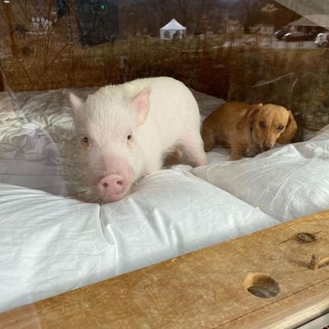 Bring your best friend to stay with you in Lushna cabin! 🤩 . 📷 @pigsalad  . . . #lushnacabin #glamping #glampingcabin #glampingnotcamping #glampingdoneright #architecturedesign #interiordesign #woodarhitecture #woodcabin #cabinvibes #cabinlove #cutecabins #thecabinchronicles #natureresort #naturehotel #socialdistancingtravel #hospitality